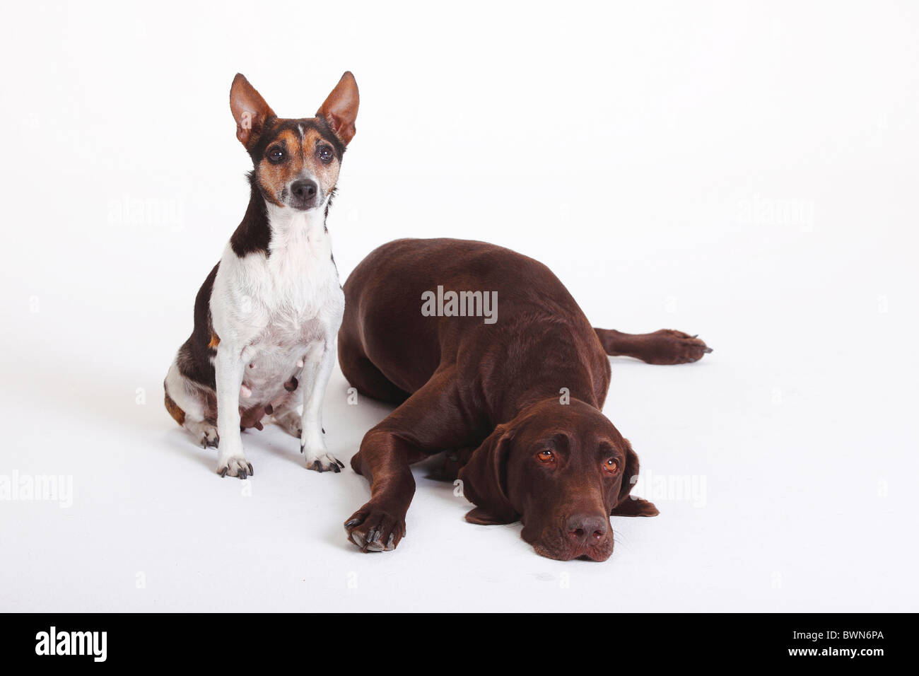 German Shorthaired Pointer Bitch 5 Years And Jack Russell