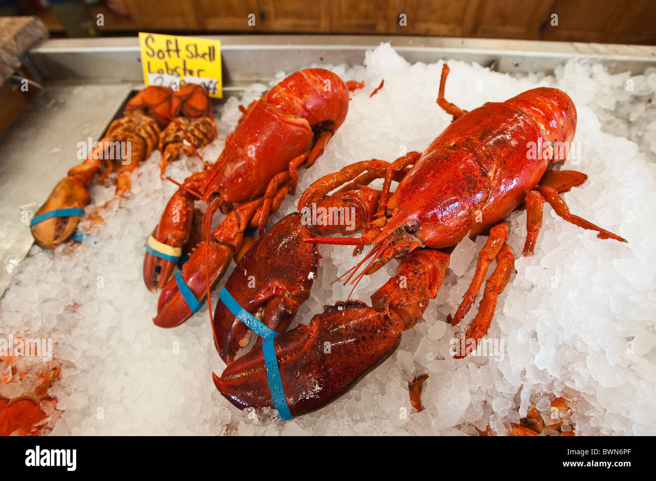 Lobster for sale, Alma, New Brunswick, The Maritimes, Canada. Stock Photo