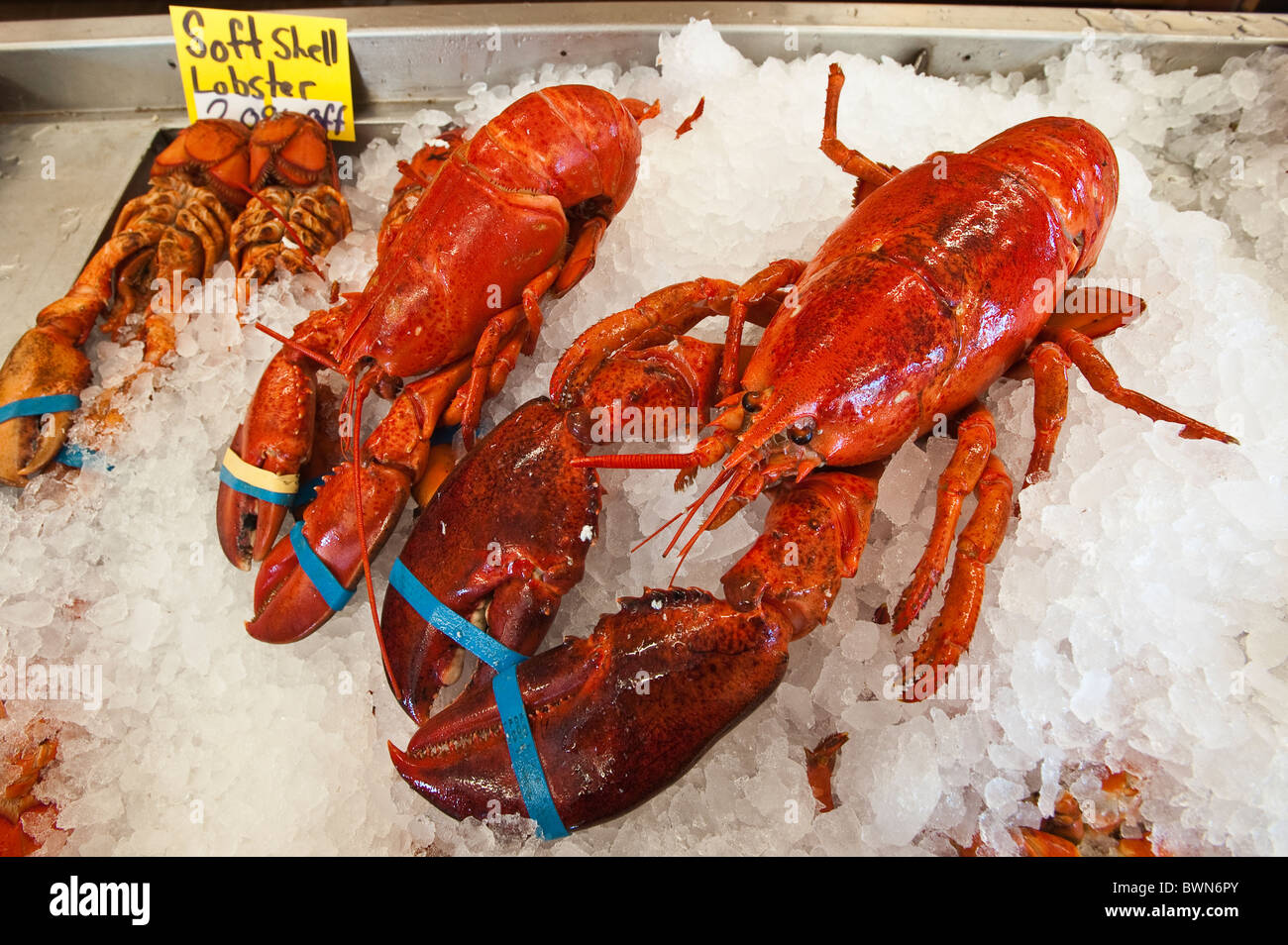 Lobster for sale, Alma, New Brunswick, The Maritimes, Canada. Stock Photo