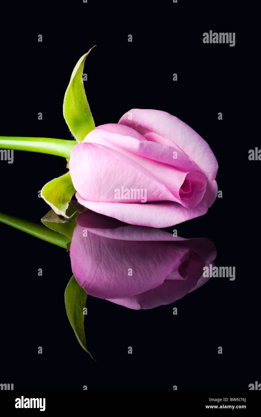Rose pink single stem hi-res stock photography and images - Alamy
