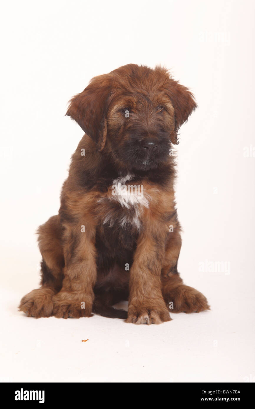 Berger deals de briard