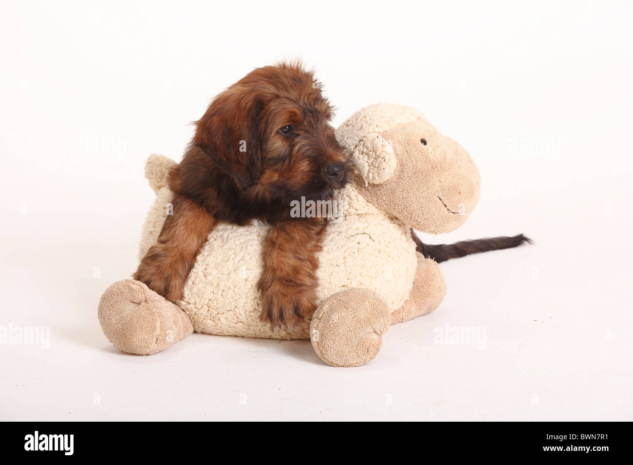Briard, puppy, 9 weeks, with toy / Berger de Brie Stock Photo