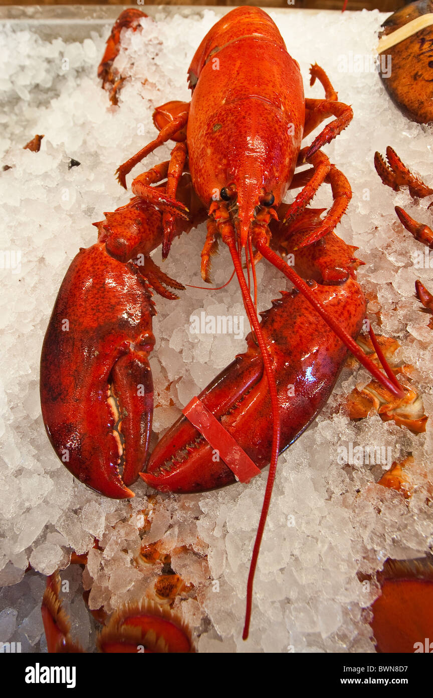 Lobster for sale, Alma, New Brunswick, The Maritimes, Canada. Stock Photo