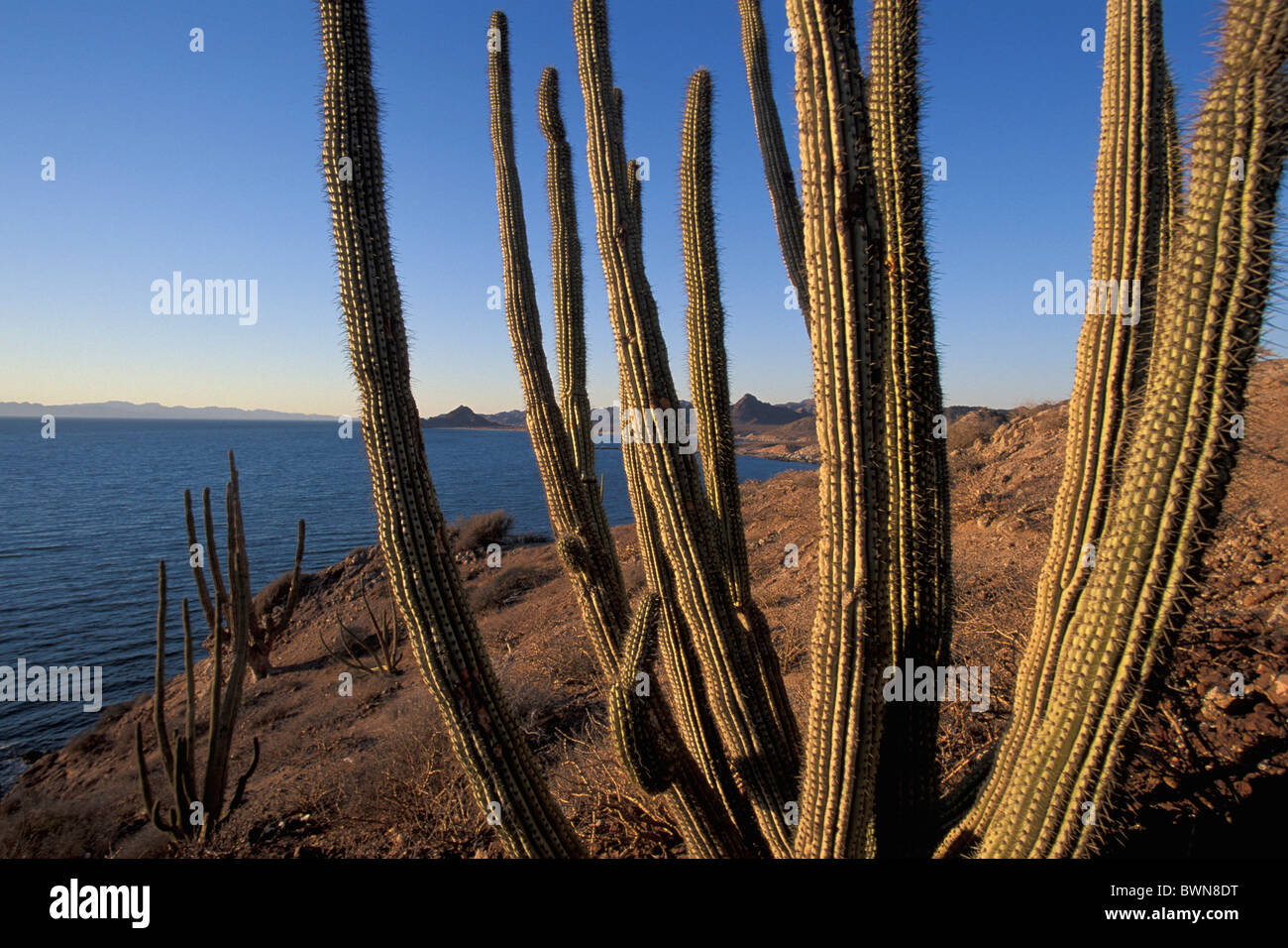 Mexico Central America America Sea of Cortez Kino Nuevo Sonora cactus cacti landscape coast sea landscape Stock Photo