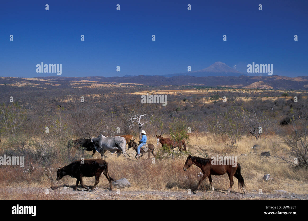 Mexico Central America America Cowboy Vaquero near Izucar de Matamoros Province of Morelos man cattle horse Stock Photo