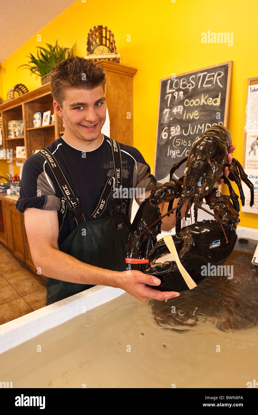 Lobster for sale, Alma, New Brunswick, The Maritimes, Canada Stock