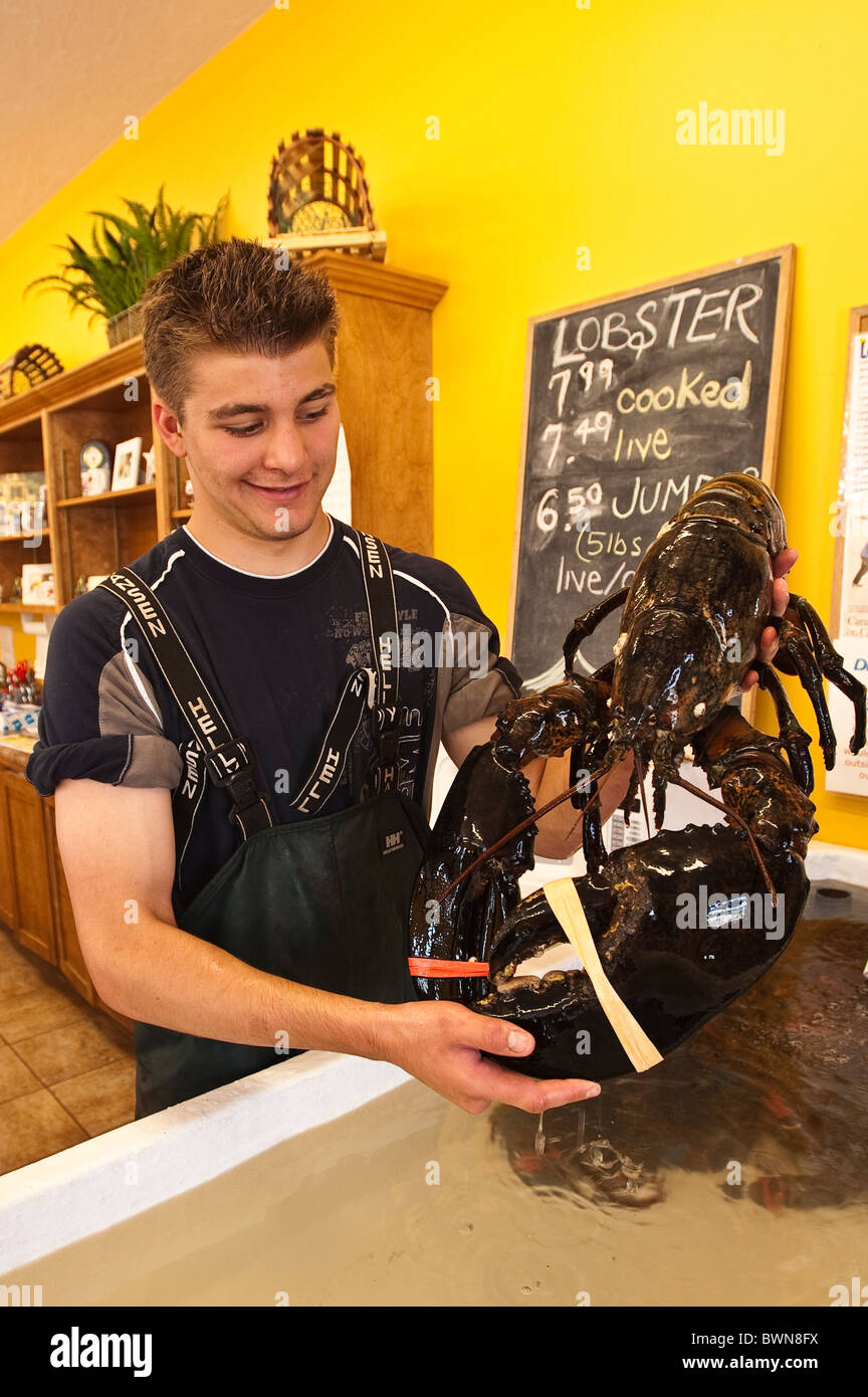 Lobster for sale, Alma, New Brunswick, The Maritimes, Canada Stock