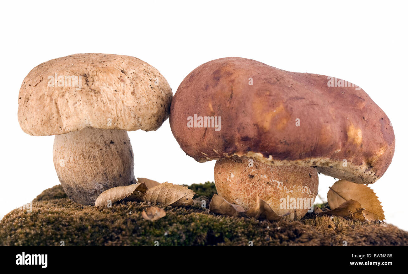 porcini mushrooms and moss Stock Photo