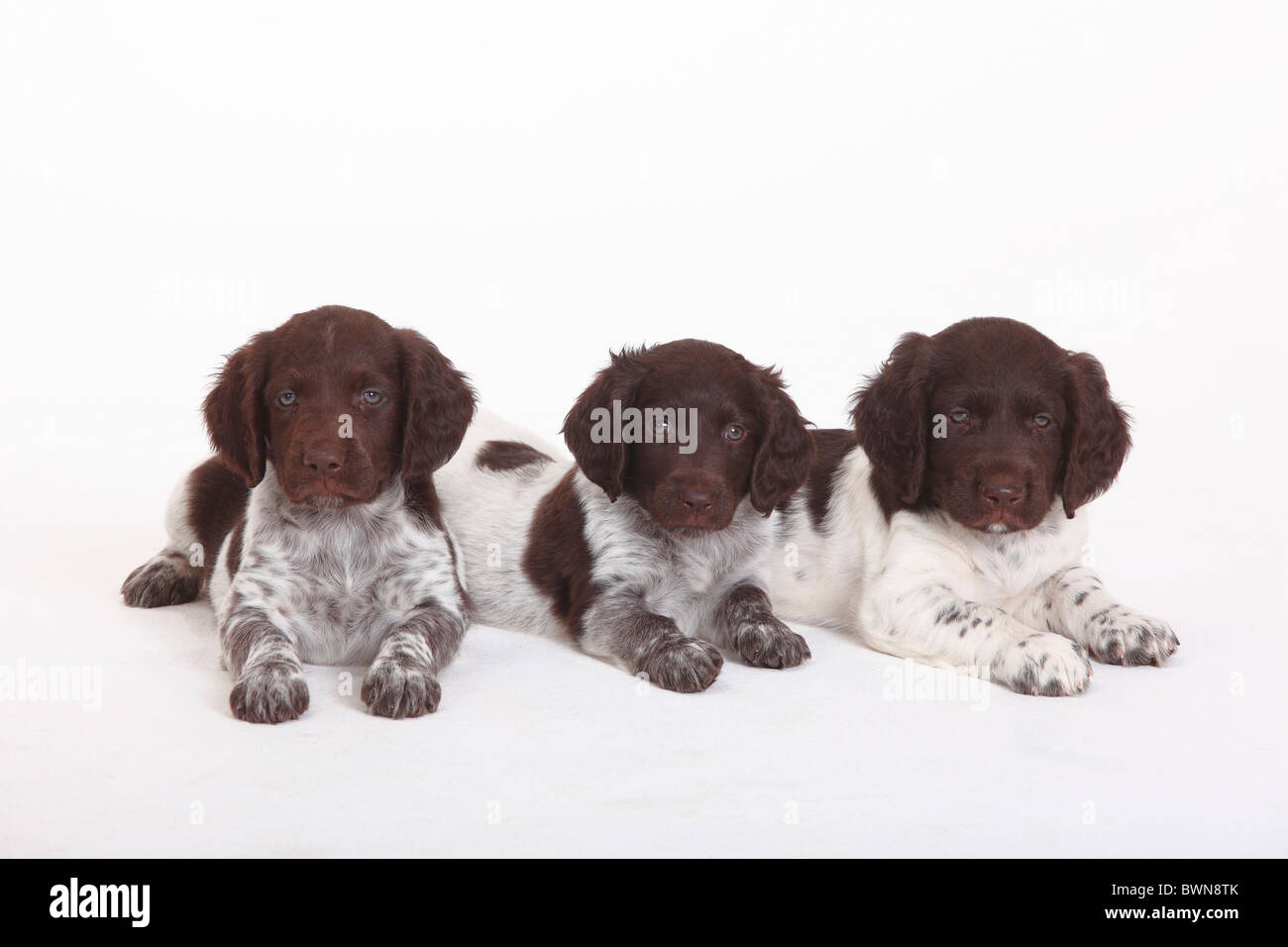 small munsterlander puppies for sale