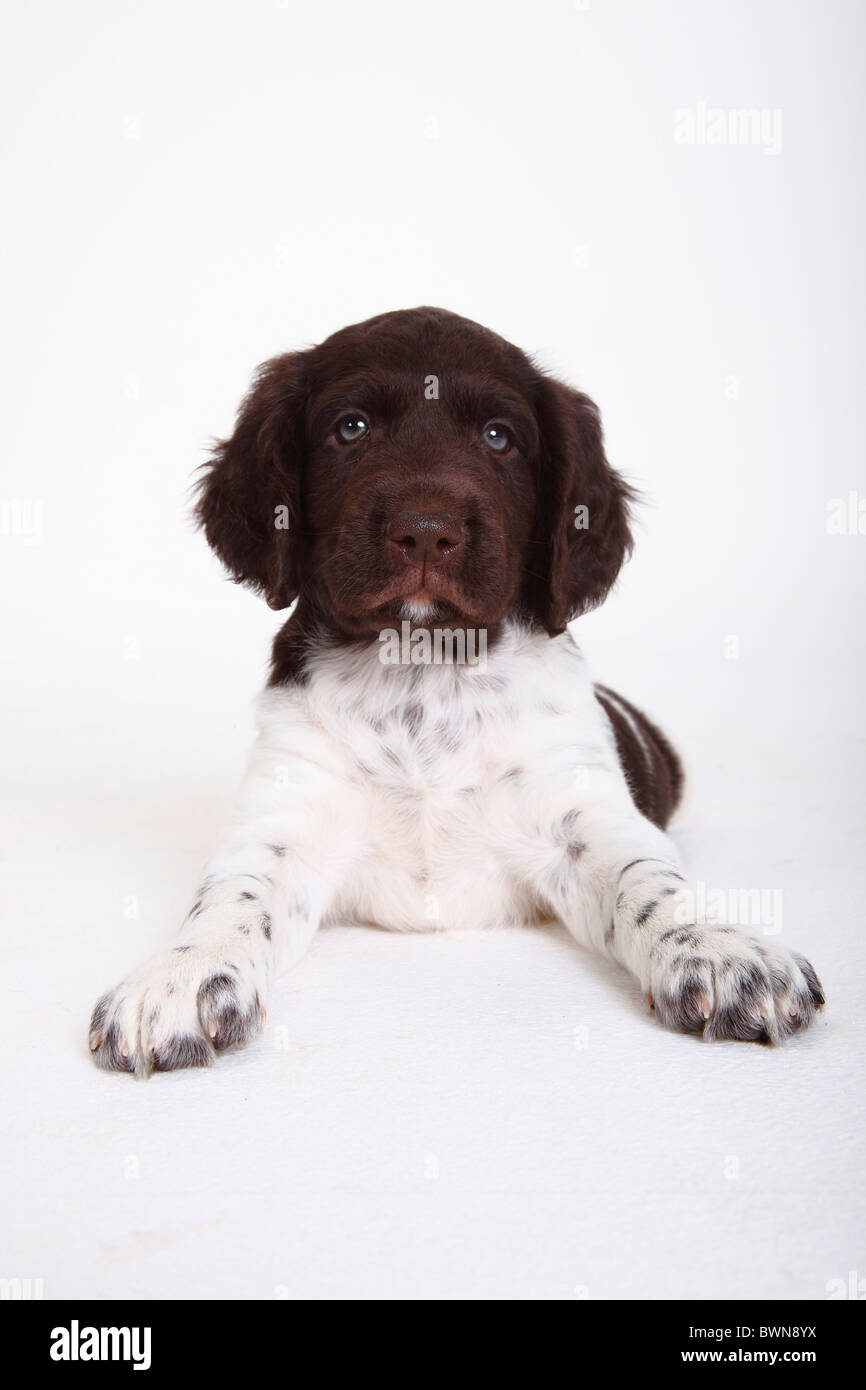Small Munsterlander, puppy, 7 weeks / Kleiner Münsterländer Stock Photo