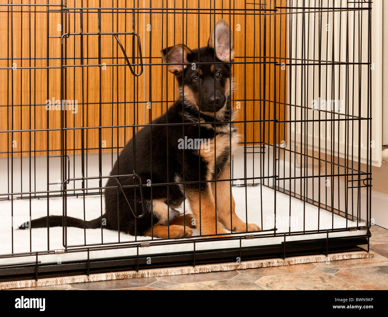 How To Crate Train A German Shepherd Puppy? The Best Methods atelier