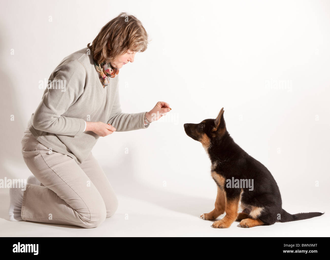 Training an eleven week old German Shepherd Dog puppy to sit Stock Photo -  Alamy