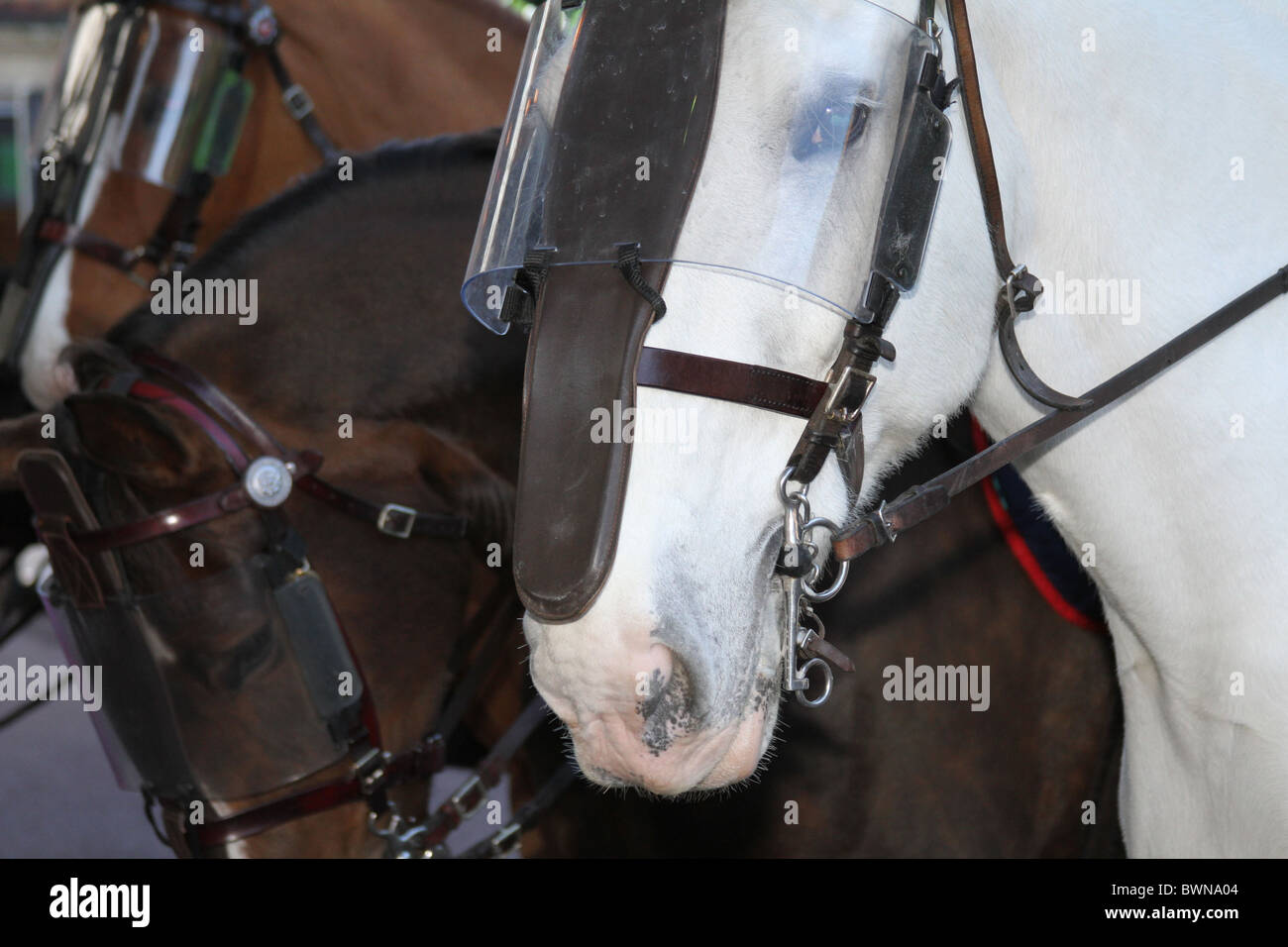 Mounted Police Horses in Riot Gear at Demonstrations in Preston Town
