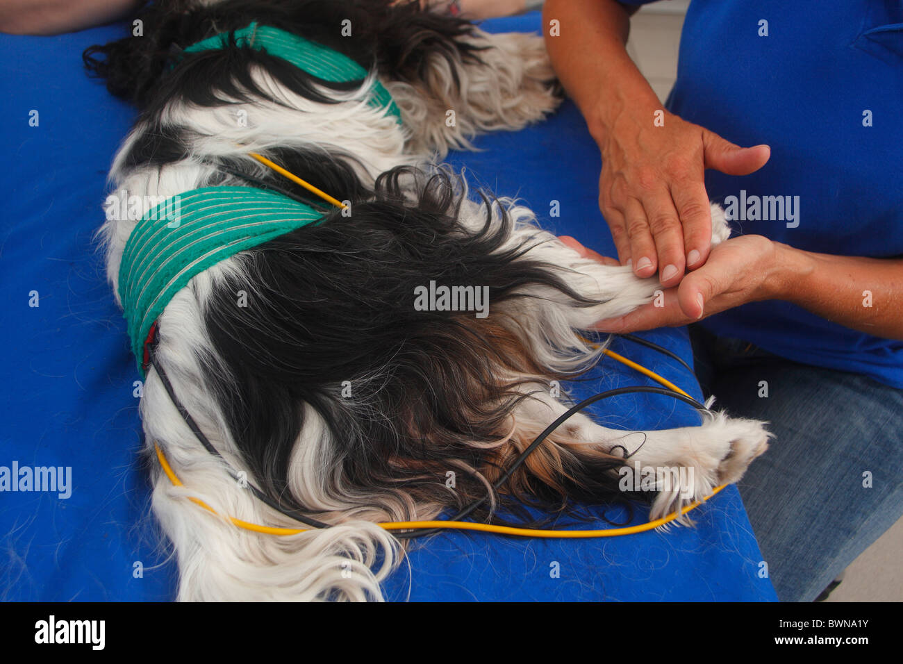 Cavalier King Charles Spaniel, tricolour, having physiotherapy, interference current therapie Stock Photo