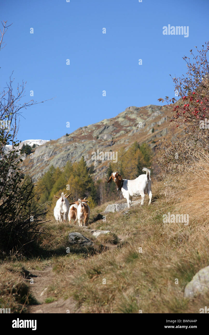 Switzerland Europe Canton Valais Bellwald goats animals hiking trail hiker alps alpine mountain mountains Stock Photo