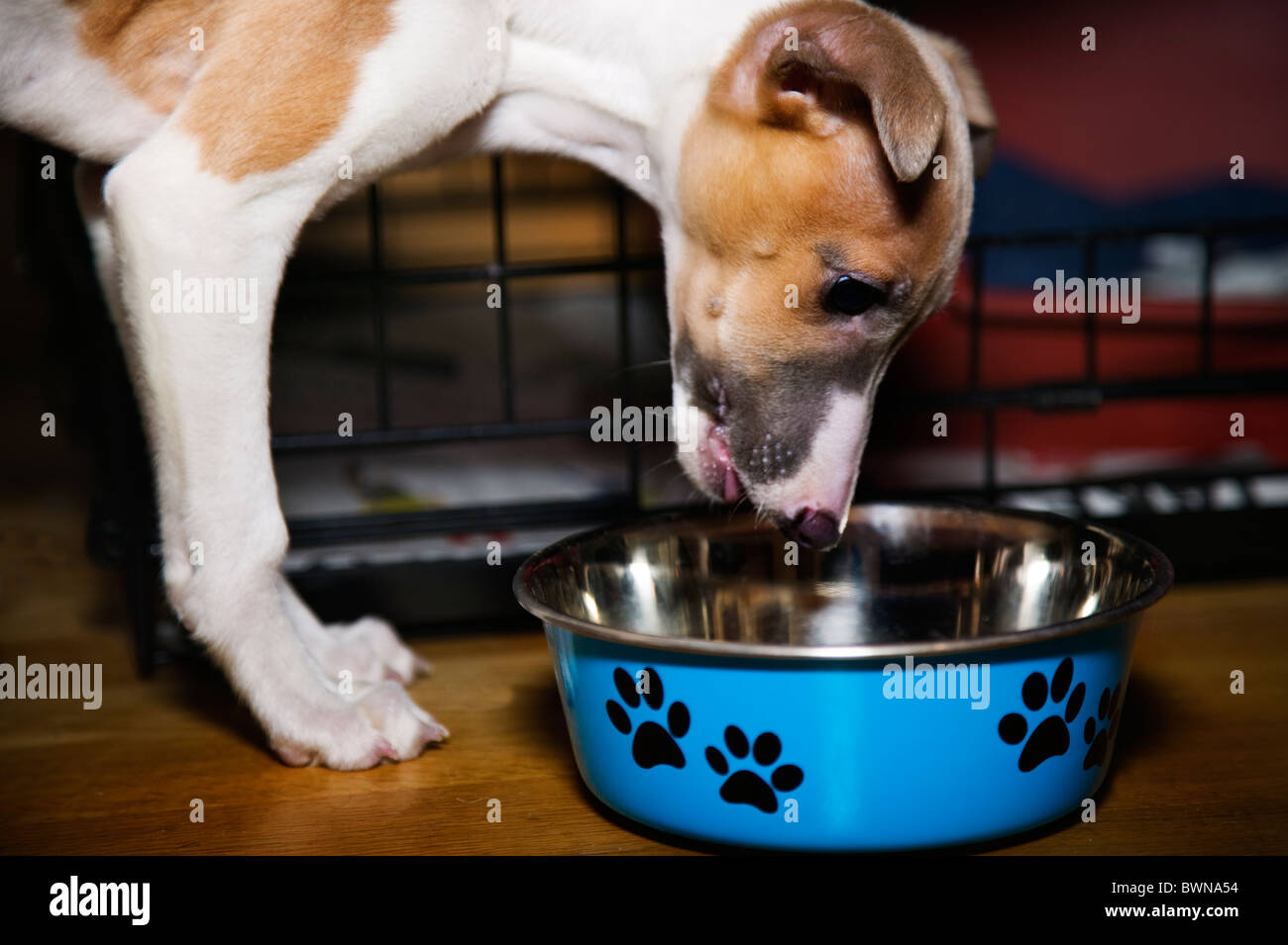 Dogs drinking bowl hires stock photography and images Alamy
