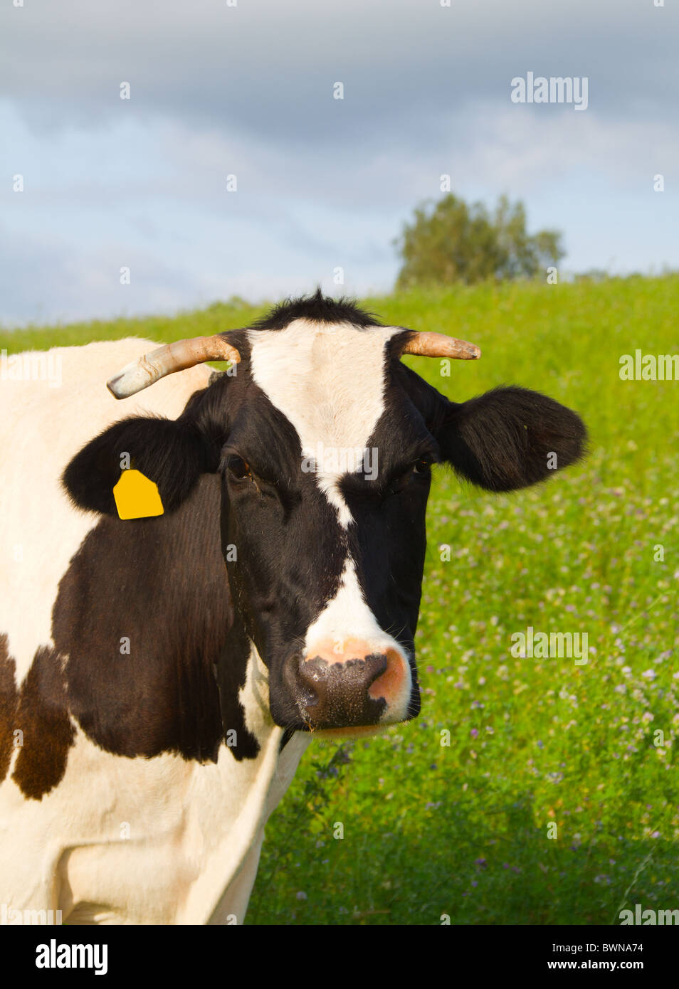 cow in the meadow, portraite Stock Photo