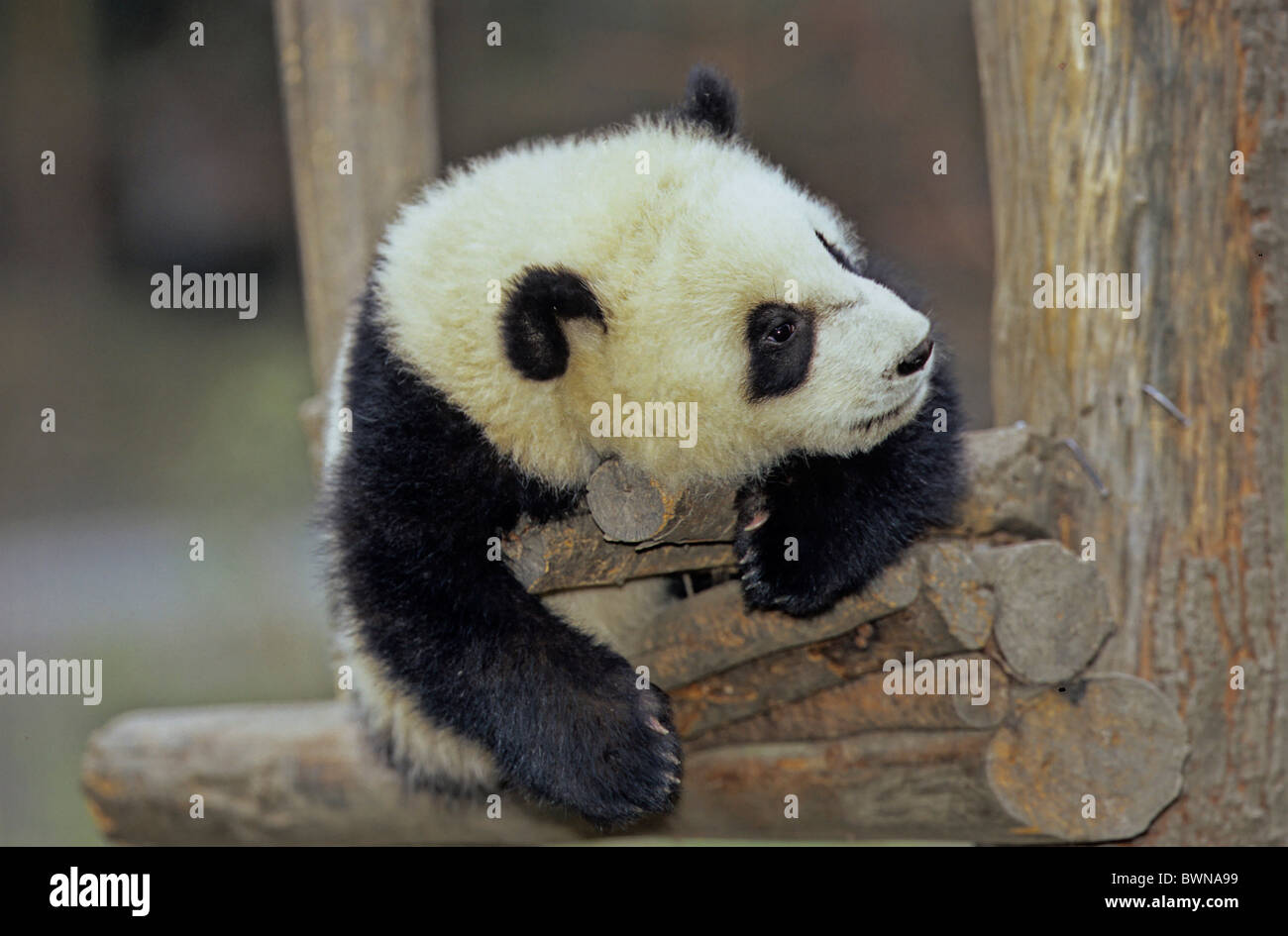 Jidi High Resolution Stock Photography And Images Alamy