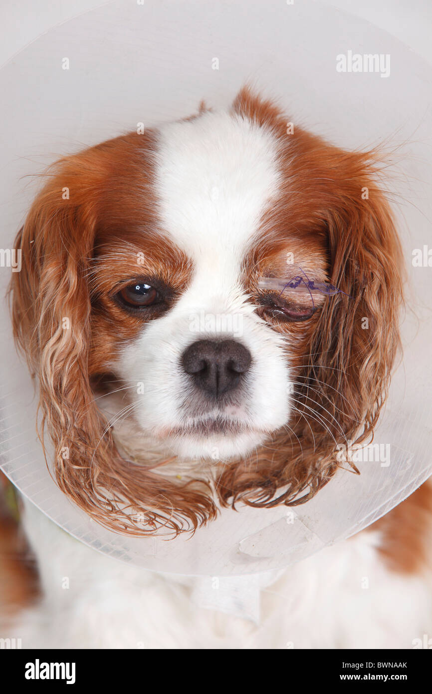 Cavalier King Charles Eyes cavalier-king-charles-eyes