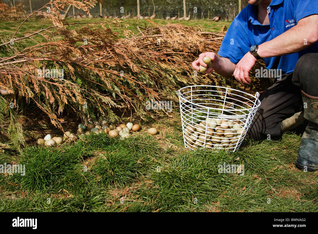 Pheasant egg incubator hires stock photography and images Alamy