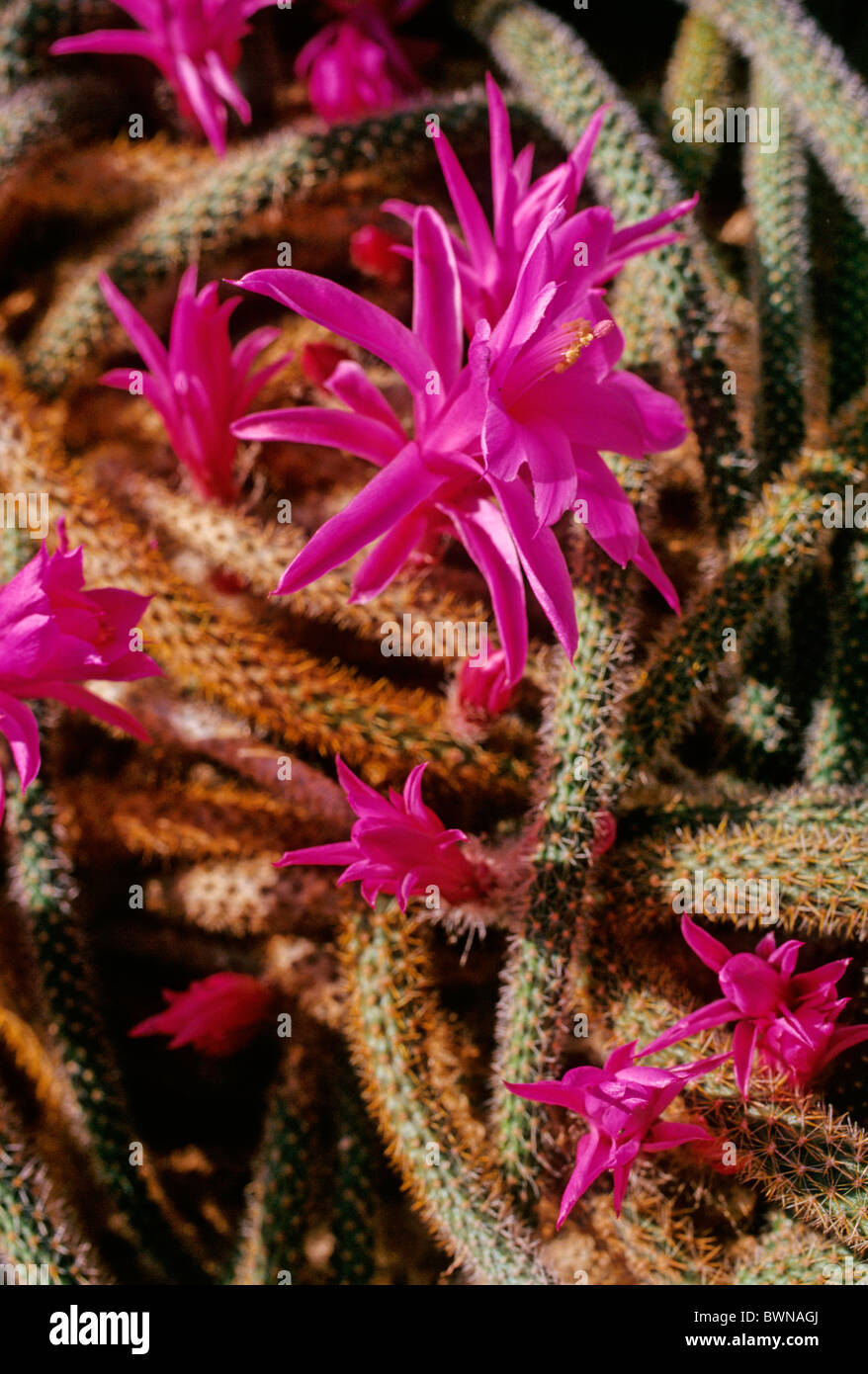 Aporocactus Flagelliformis Rattail Cactus Cactaceae Disocactus flagelliformis cacti flowering flower flowers p Stock Photo
