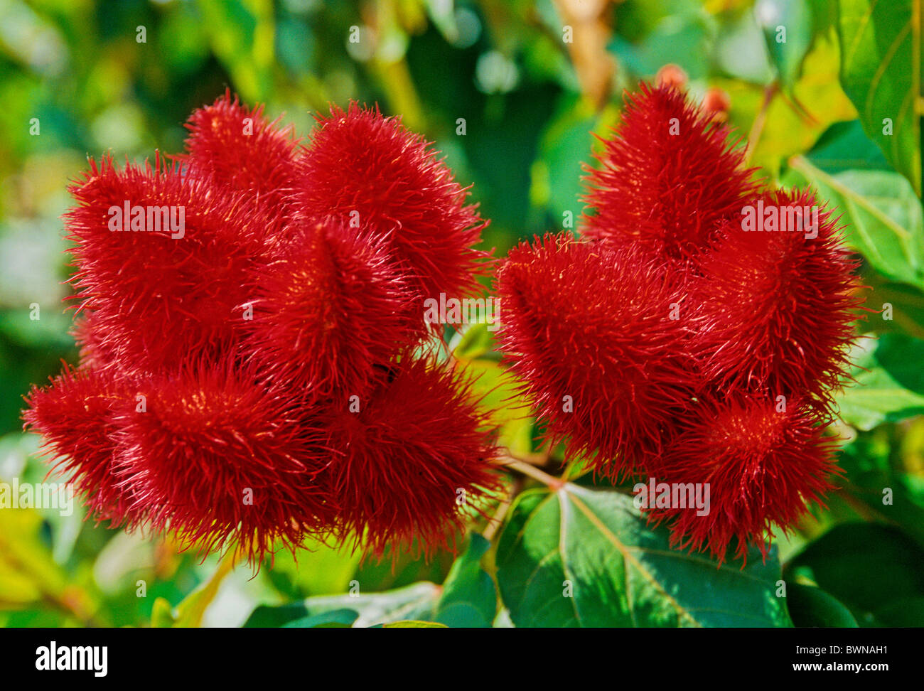 Achiote Bixa Orellana red Bixaceae plant plants fruits fruiting shrub tree Stock Photo