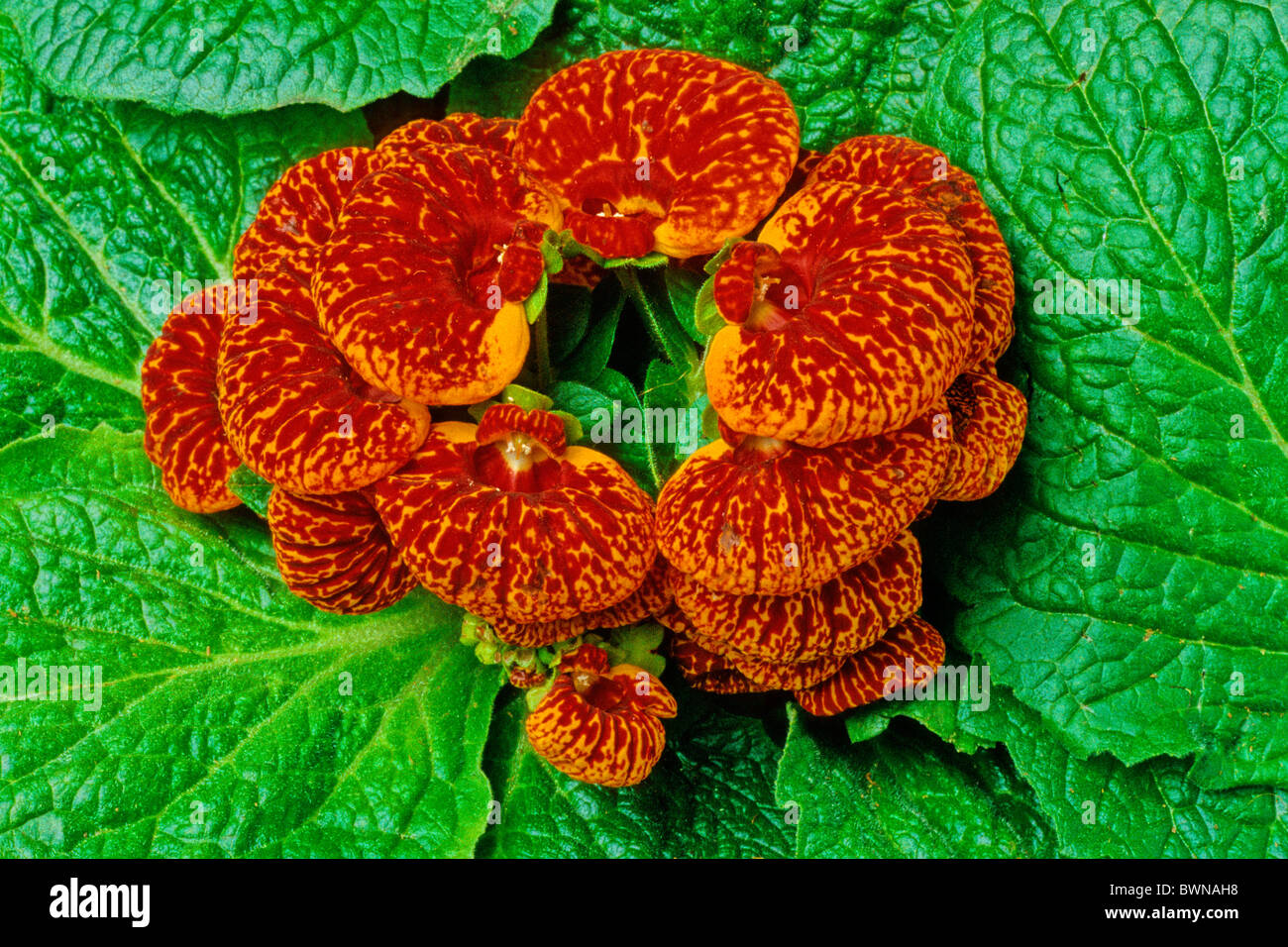 10 Rare Slipper Flower Fascination Flower Seeds EW91001-6 - Etsy