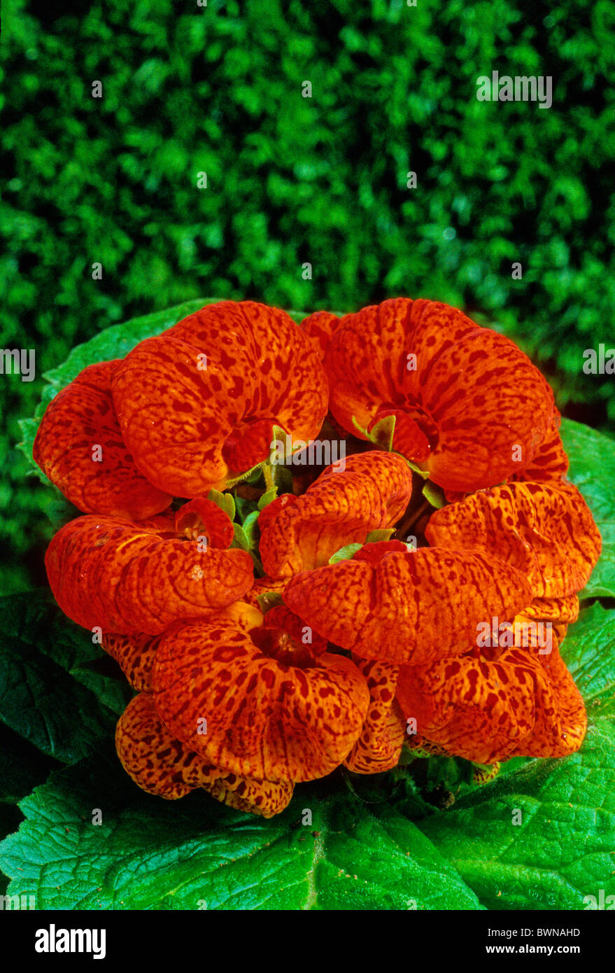 calceolaria hybrid lady purse slipper flower pocketbook flower slipperwort BWNAHD