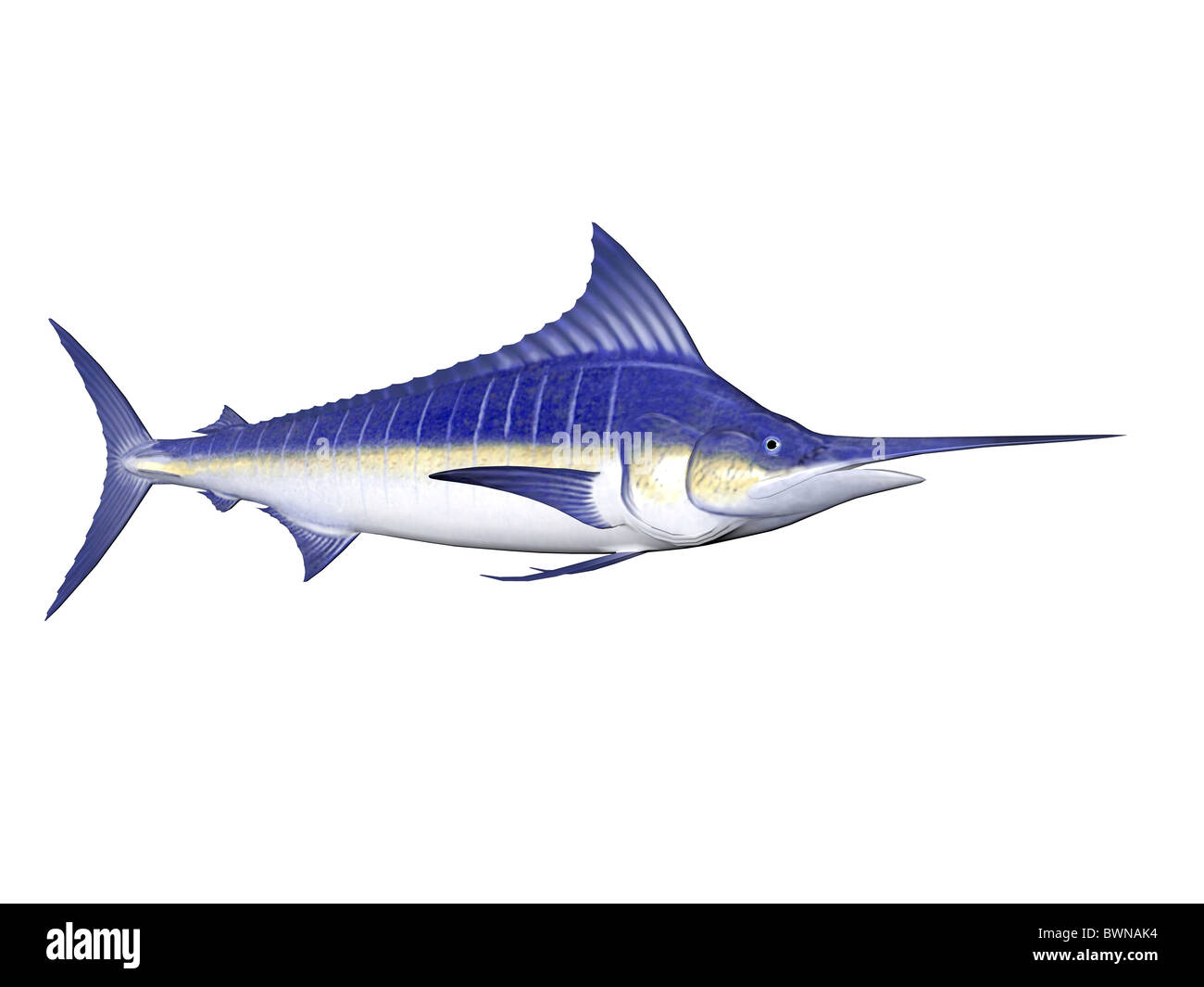 3D illiustration of a Blue Marlin Stock Photo