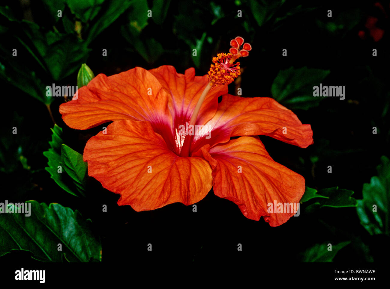Chinese Hibiscus Hibiscus rosasinensis China rose shoe flower