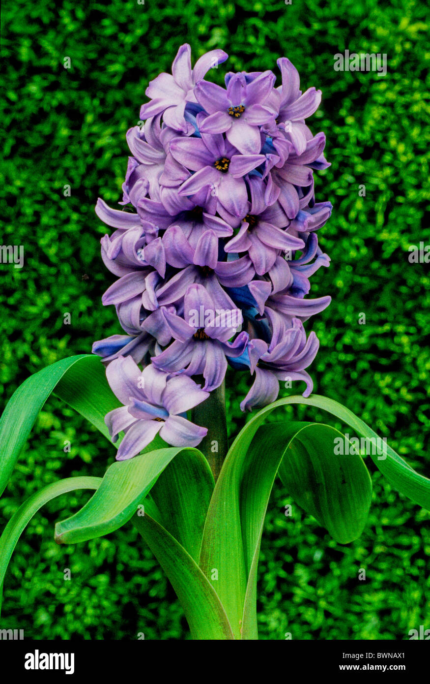Hyacinthus plants hires stock photography and images Alamy