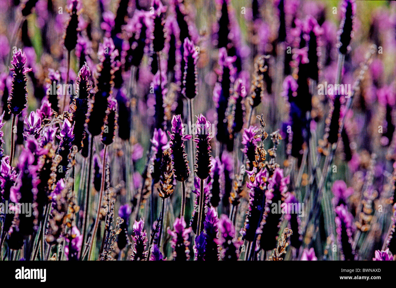 Lavandula Angustifolia Lavender New Zealand plant plants flower flowers ...