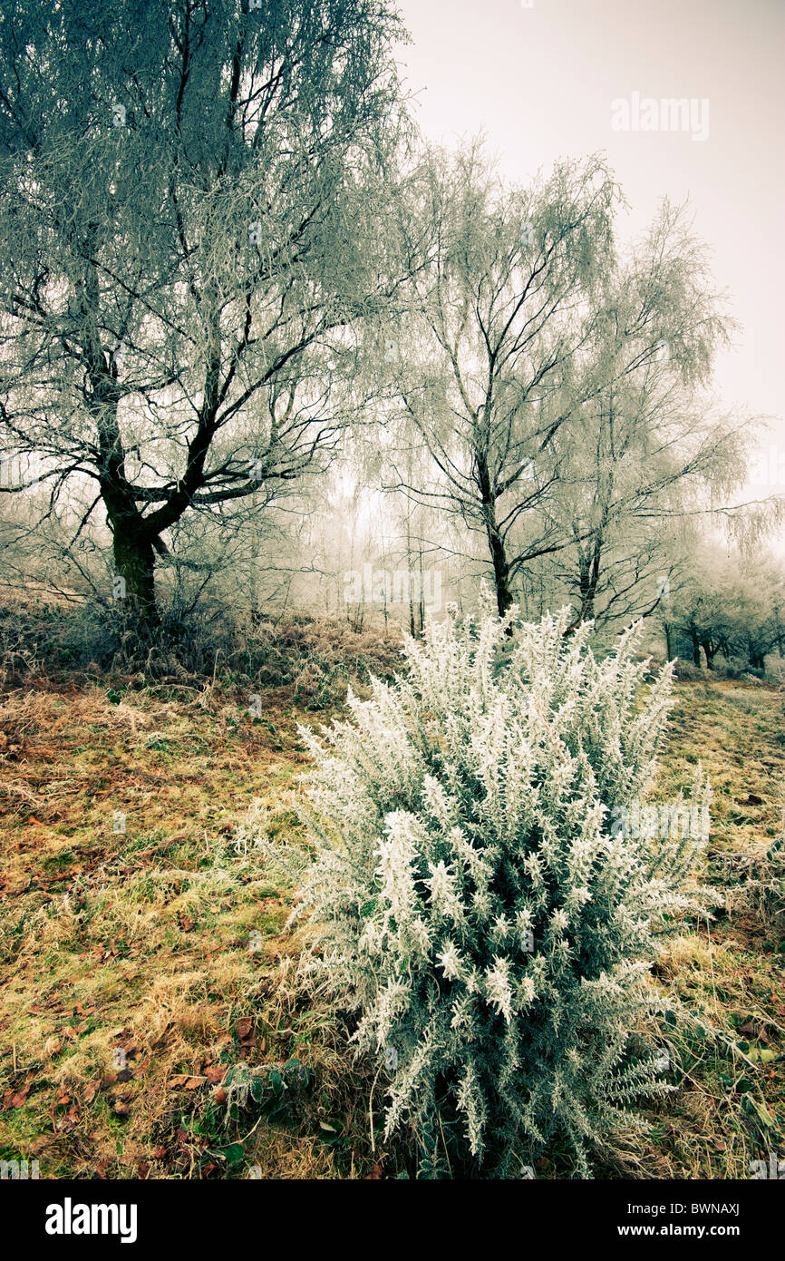 Frosted Bushes May Hill Gloucestershire UK Stock Photo
