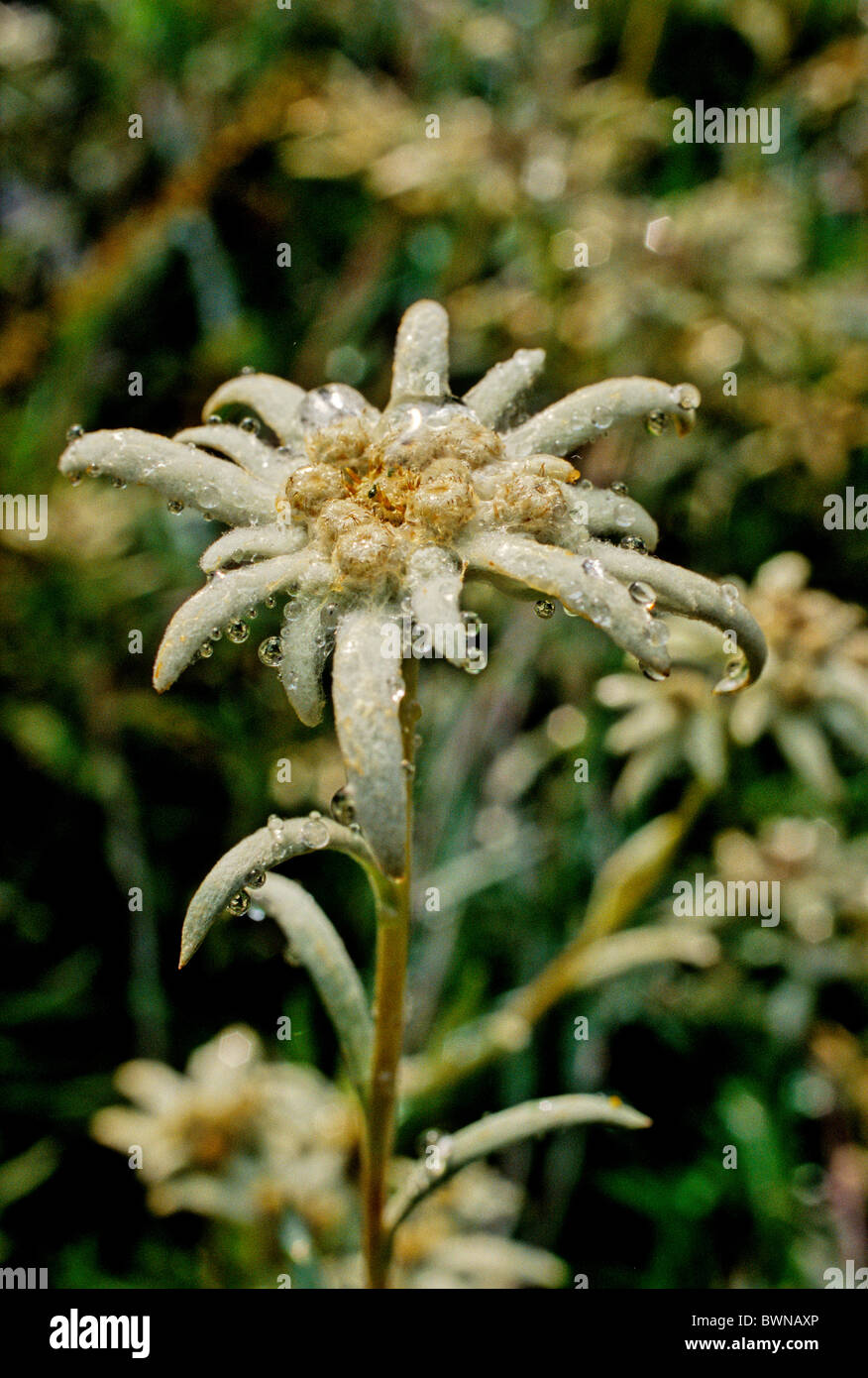 Edelweiss Leontopodium Alpinum Superbum Compositae plant plants flower flowers flowering Stock Photo