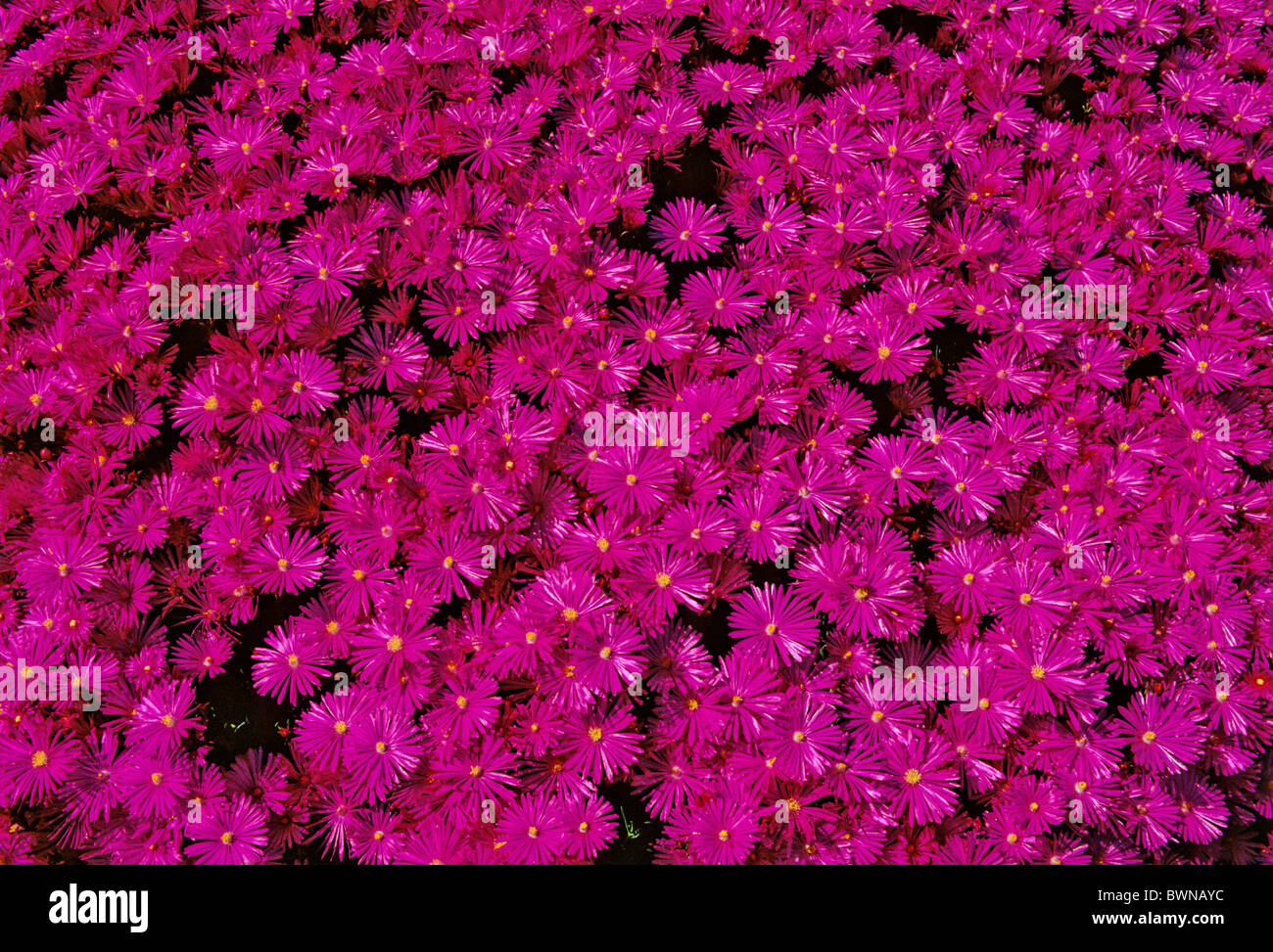 Mesembryanthemum Mesembriantemo Mesembryanthemaceae plant plants flower flowers flowering Stock Photo