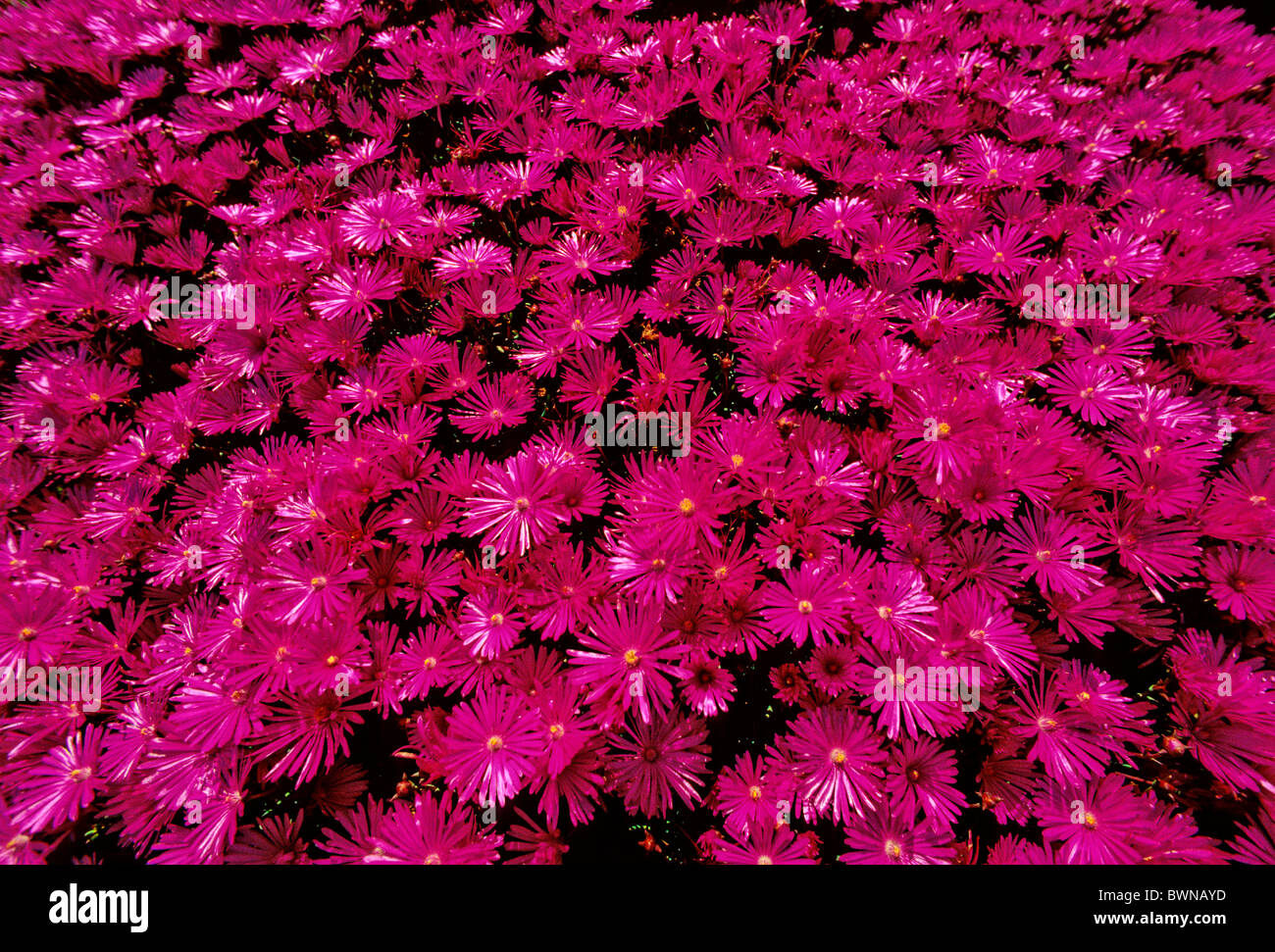 Mesembryanthemum Mesembriantemo Mesembryanthemaceae plant plants flower flowers flowering Stock Photo