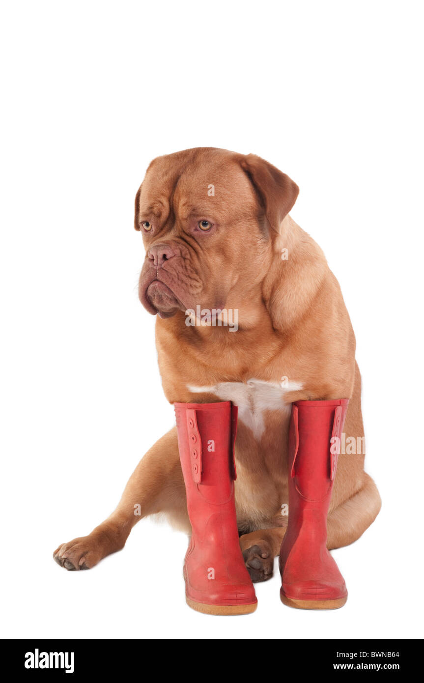 Animal Wearing Wellington Boots High Resolution Stock Photography and ...