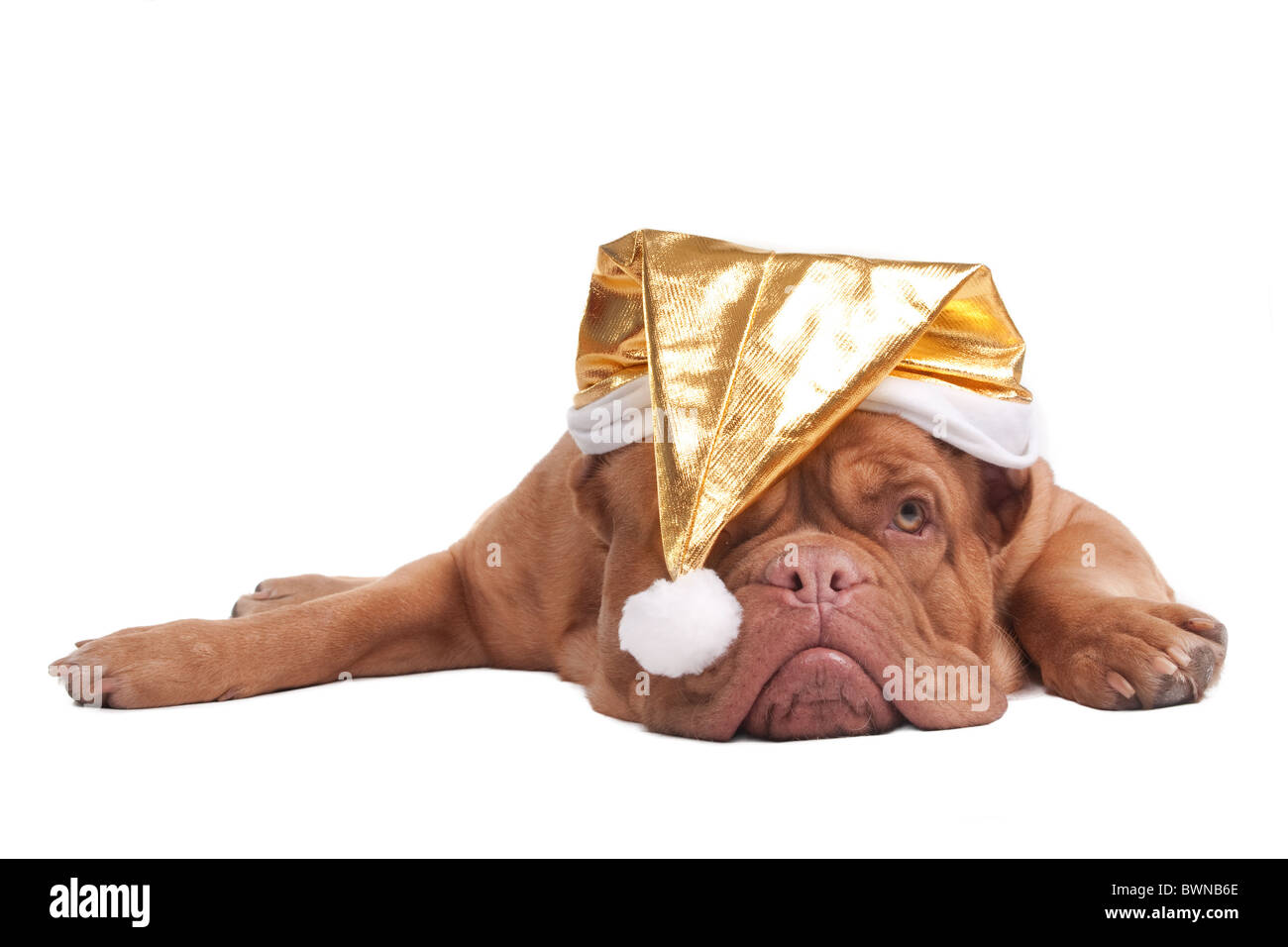 Dogue de bordeaux with golden Christmas hat Stock Photo