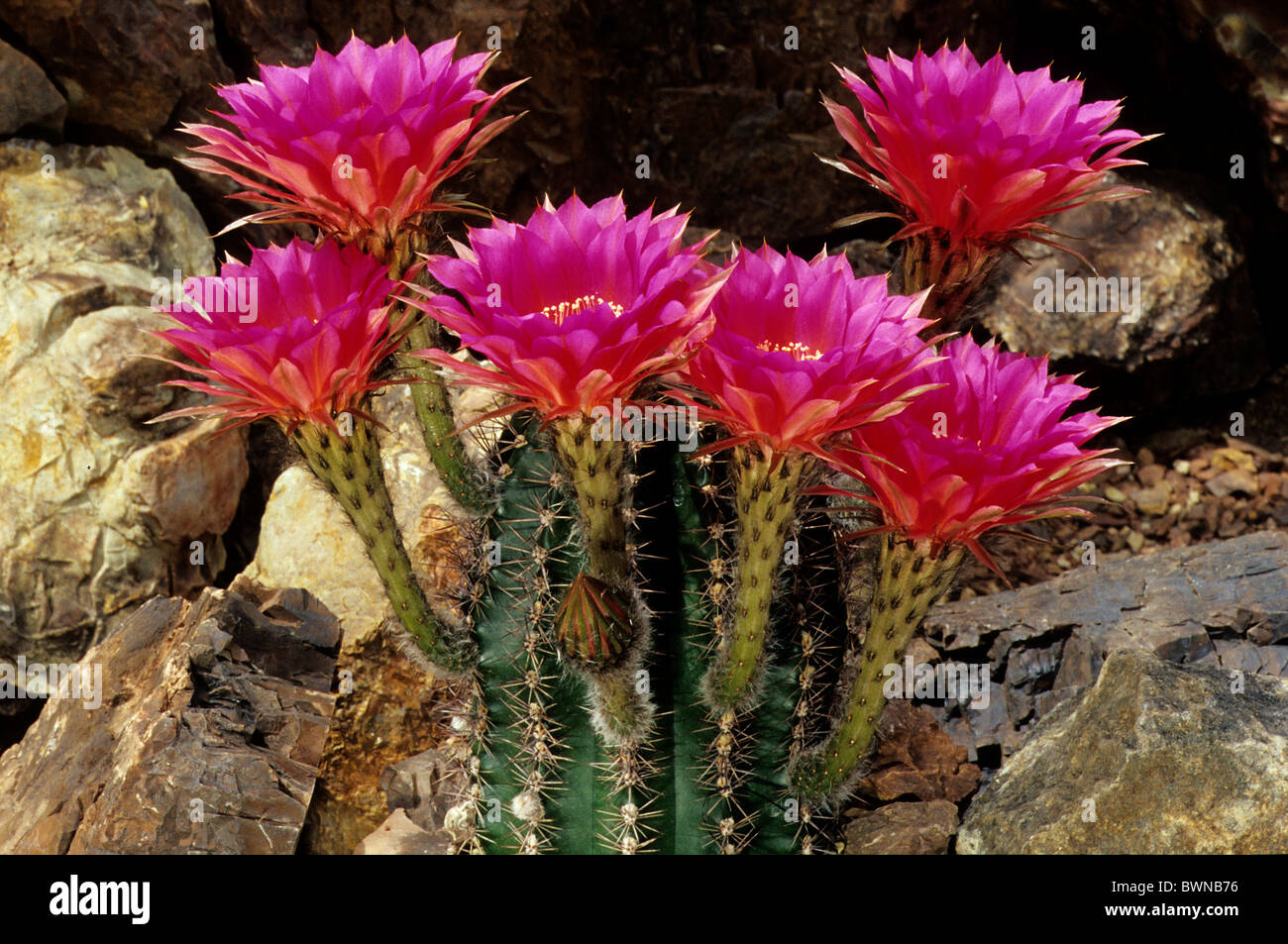Echinopsis hybrid cactus cacti Cactaceae plant plants flower flowers
