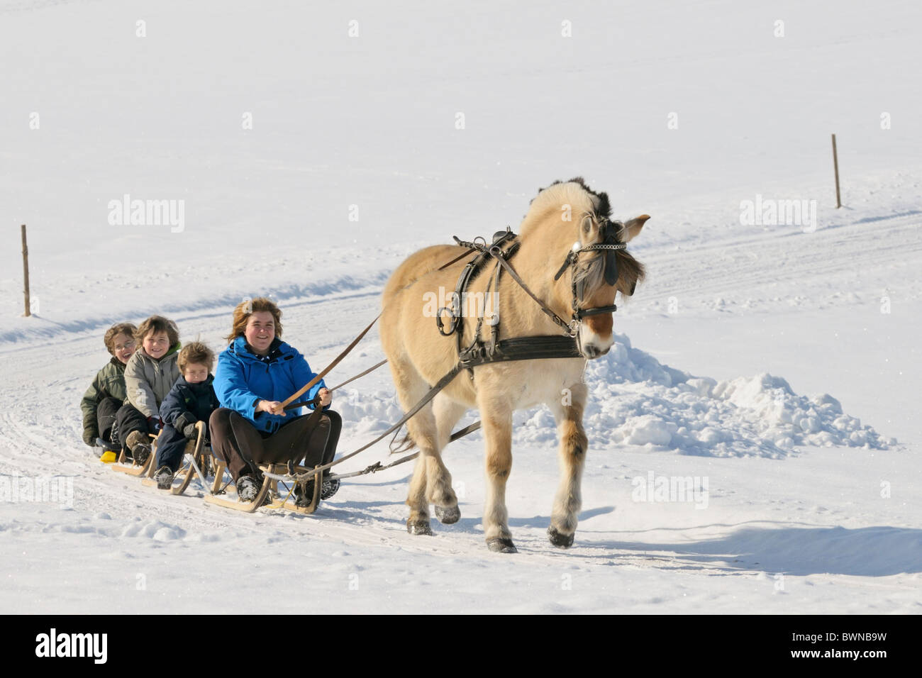 Mother with sons in sleighs drawn by a Norwegian horse Stock Photo - Alamy