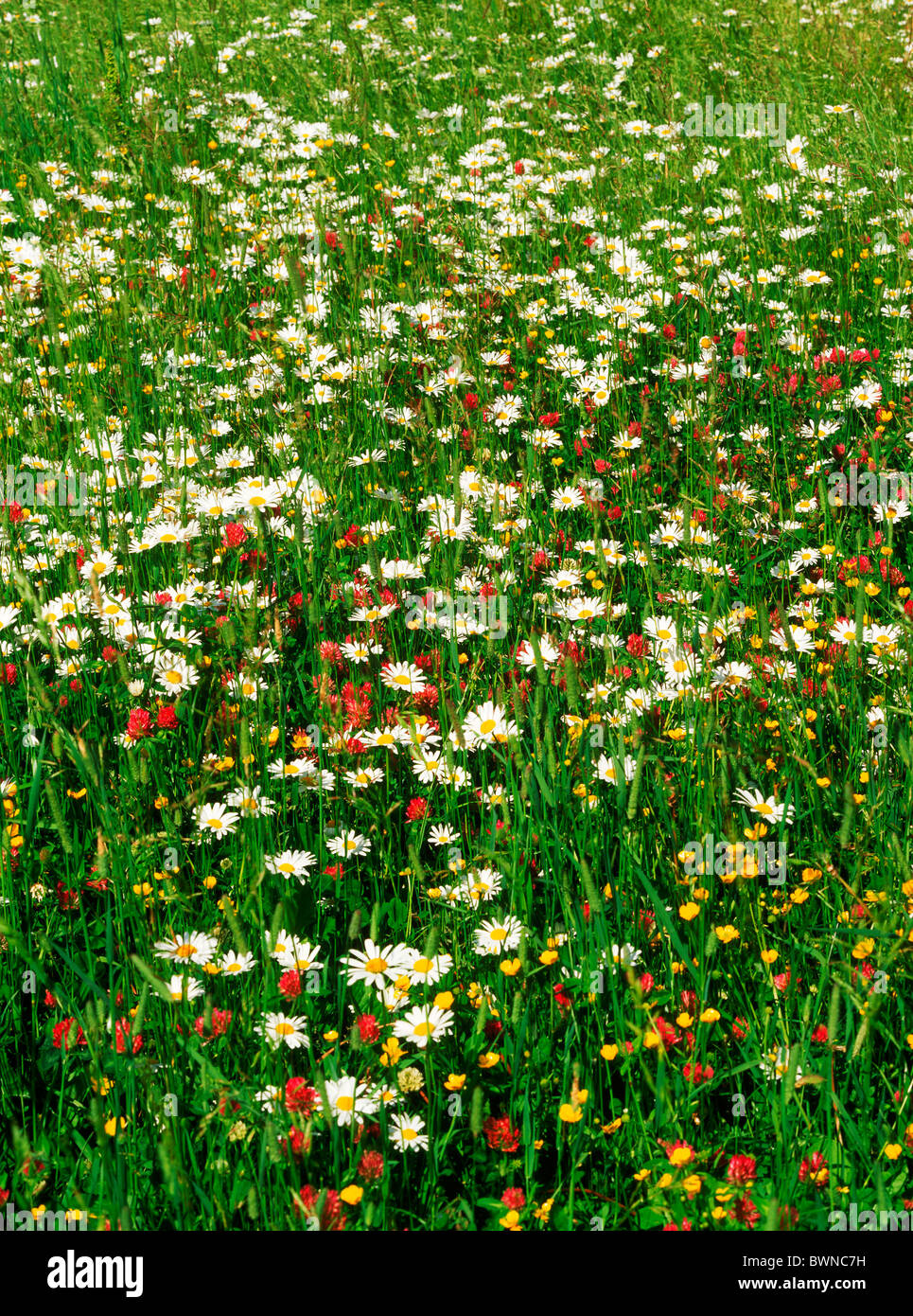 Leucanthemum wild flowers hi-res stock photography and images - Alamy