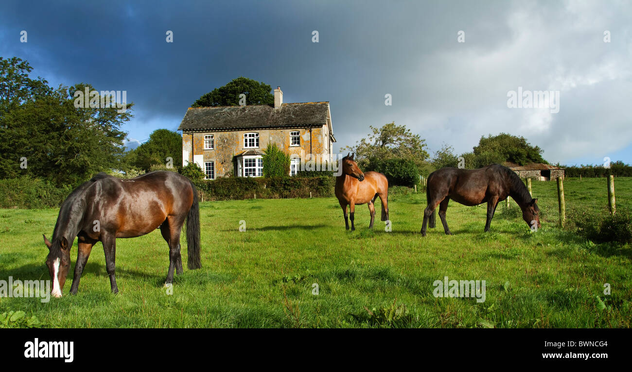 Three horses grazing in front of a country farm house Stock Photo Alamy