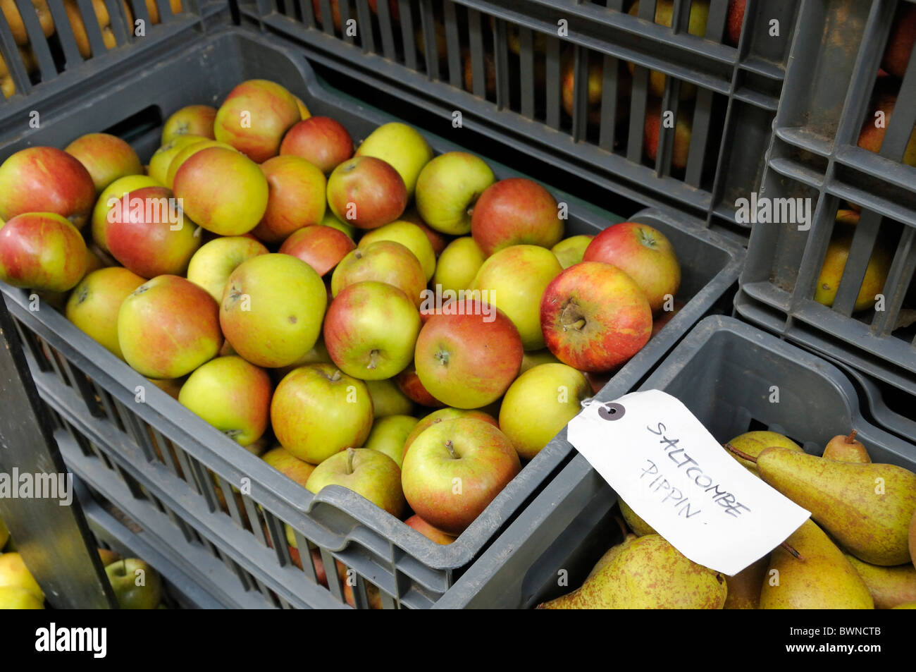 Saltcombe Pippin Apples Stock Photo