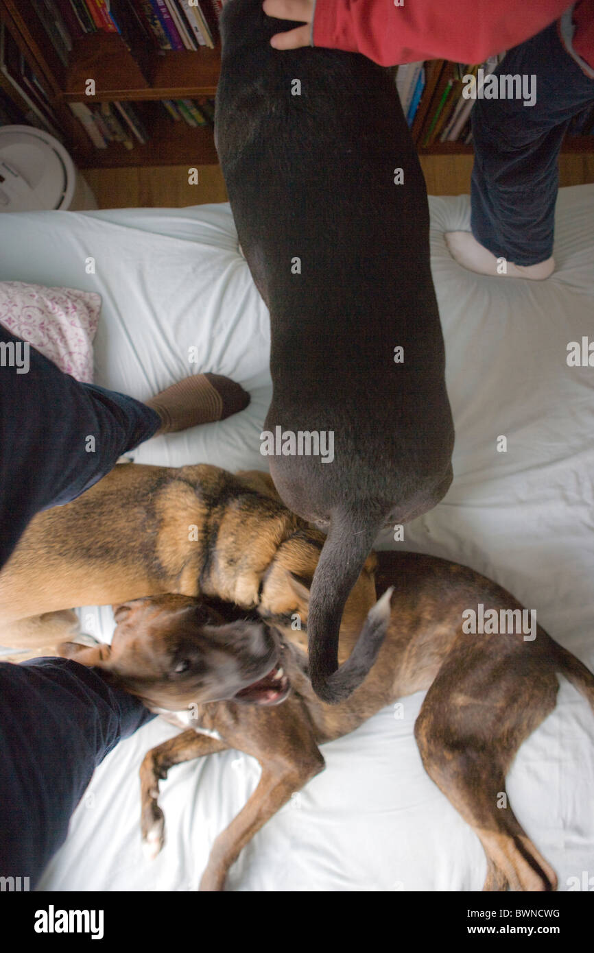 three dogs and two people, a frenzy of activity Stock Photo