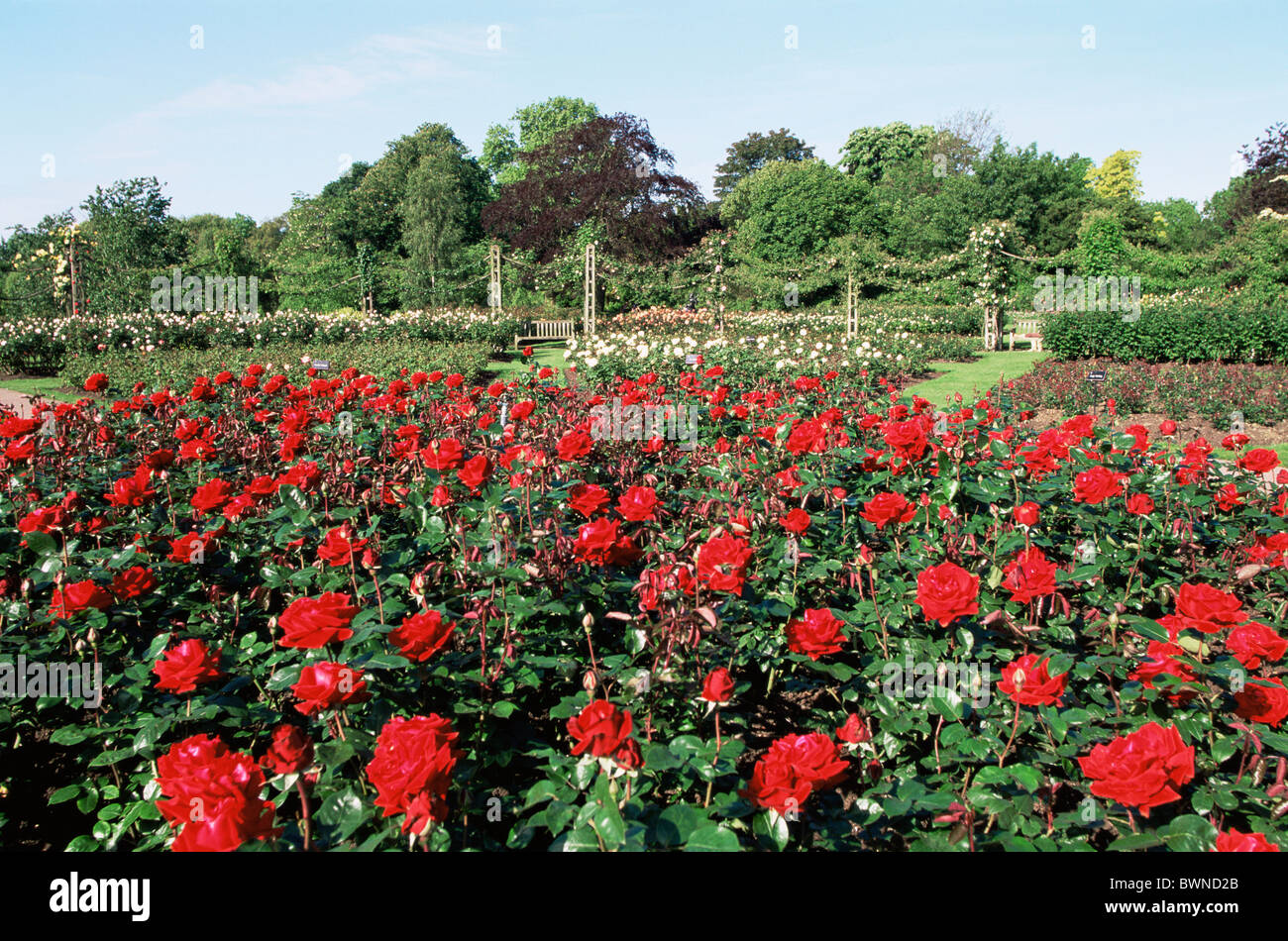 England Europe London Regents Park Queen Mary Gardens Queen Marys Gardens Rose Roses Rose Garden Rose Gardens Stock Photo