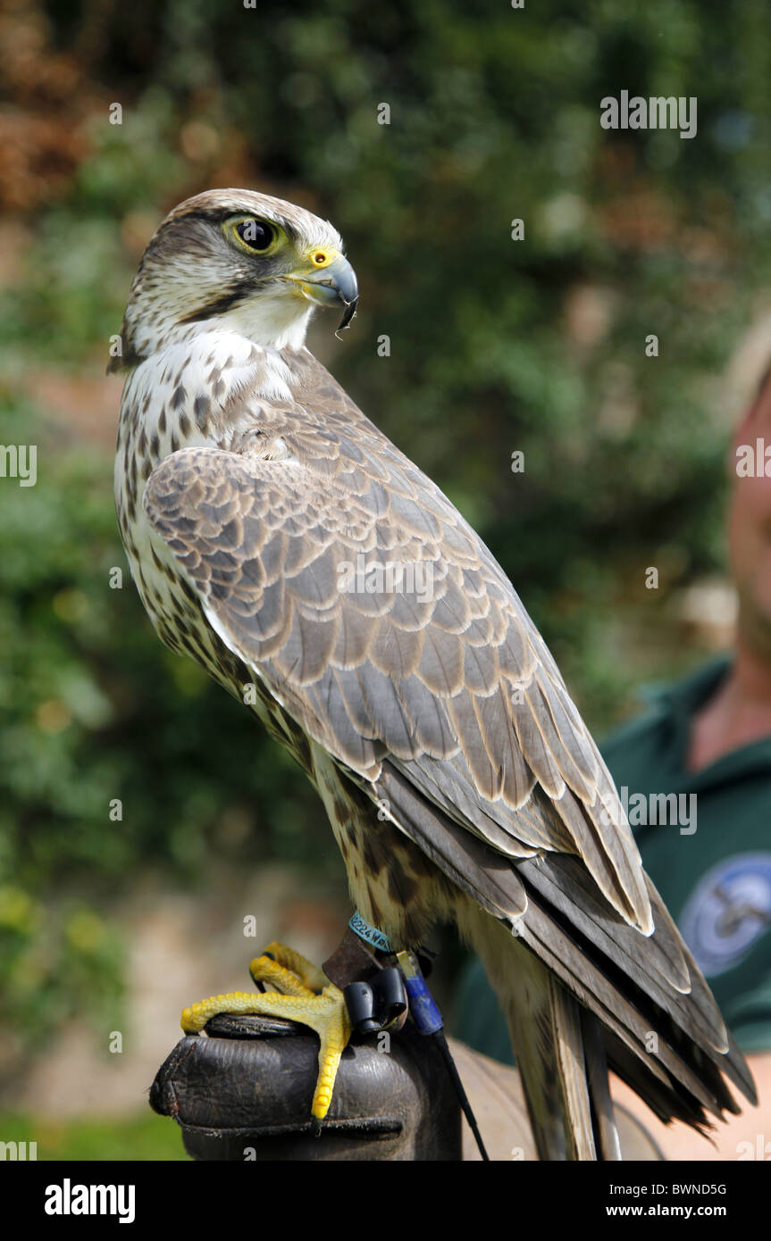 PEREGRINE FALCON GLOVE FALCONRY YORK SUTTONONTHEFOREST YORK NORTH