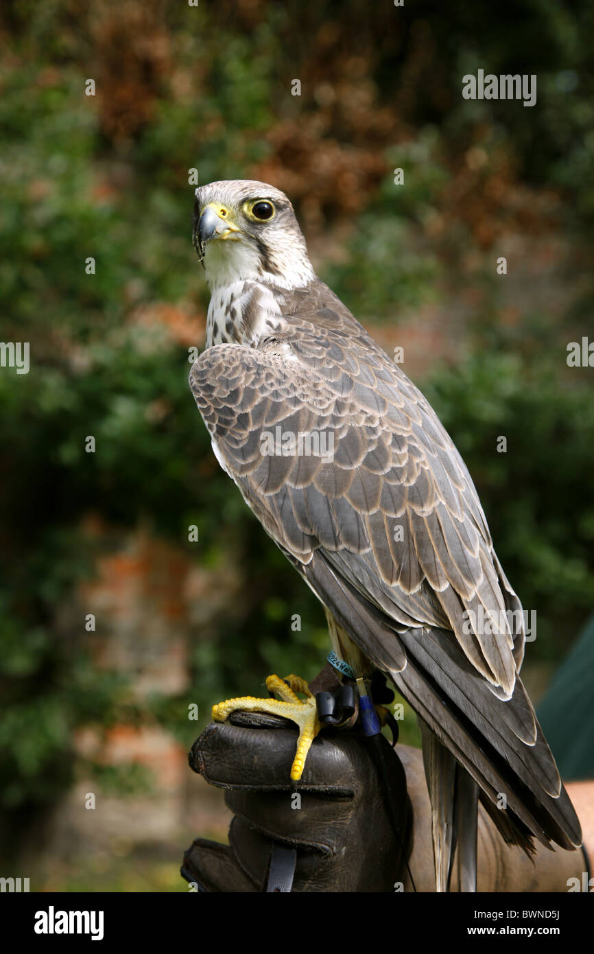 PEREGRINE FALCON GLOVE FALCONRY YORK SUTTONONTHEFOREST YORK NORTH