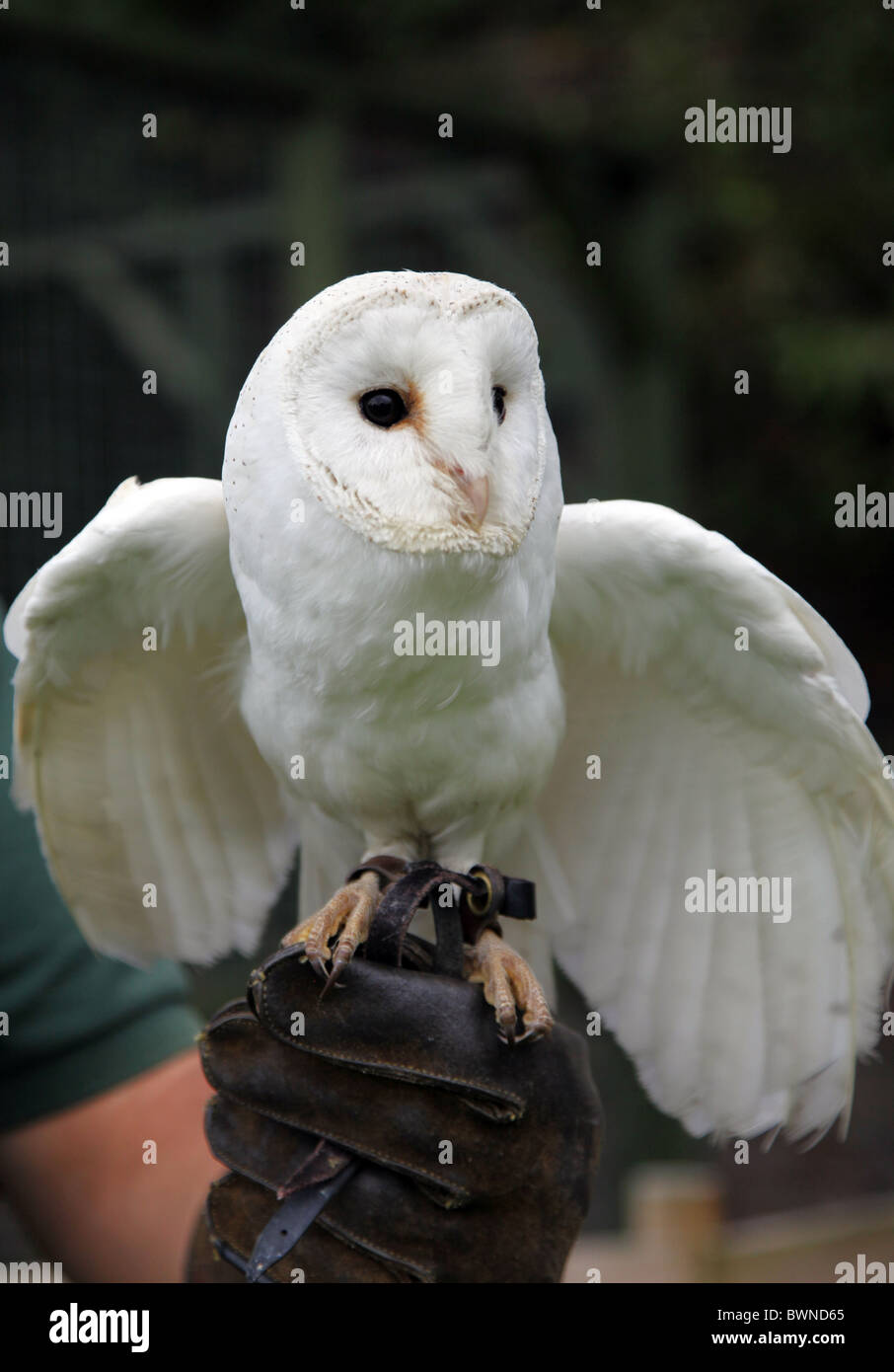 WHITE OWL MINSTER FALCONRY SUTTON-ON-THE FOREST SUTTON-ON-THE-FOREST YORK NORTH YORKSHIRE SUTTON-ON-THE FOREST YORK 21 August Stock Photo