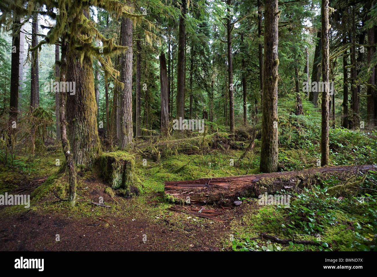 Old-growth forest in the Sol Duc Valley - Olympic National Park, Washington. Location near Sol Duc Salmon Cascades. Stock Photo