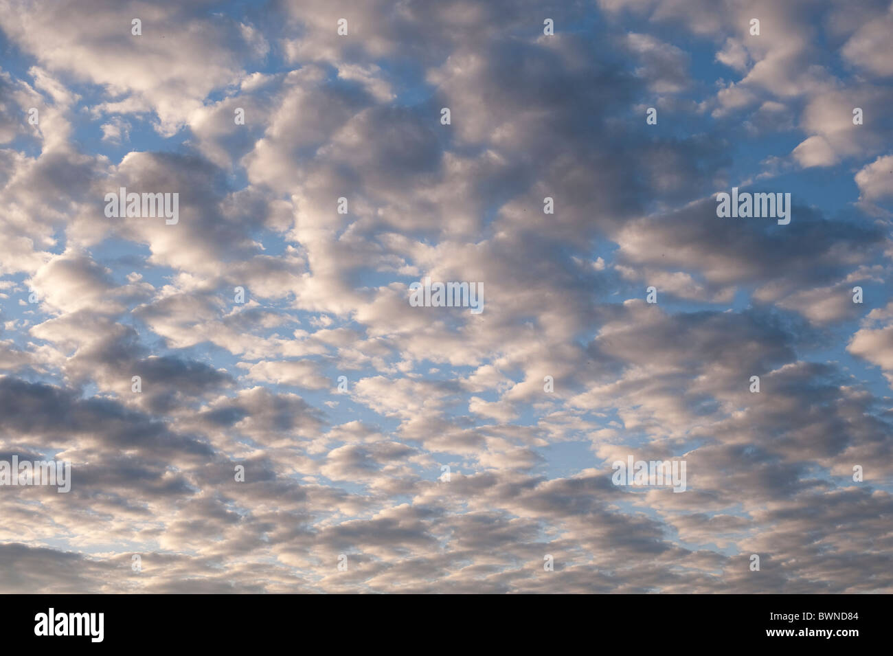 Altocumulus clouds at sunset Stock Photo